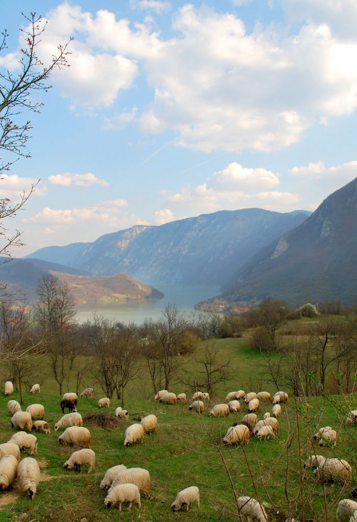 Ovce pasu na Drini, Bosna